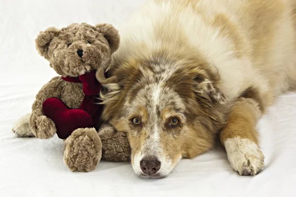 情人节那天的玩具熊的澳大利亚牧羊犬 — 图库照片