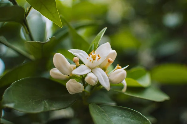 Beautiful Blooming Magnolia Flower Garden — Stockfoto