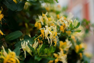 Sarı ve siyah renkli arılar. Kapat..