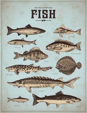 Set of vintage fishes clipart