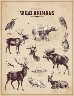 Vintage set of wild animals clipart