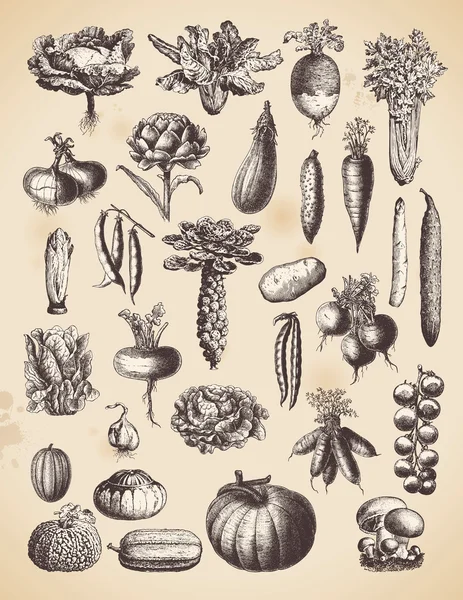Reihe von Vintage-Gemüse — Stockvektor