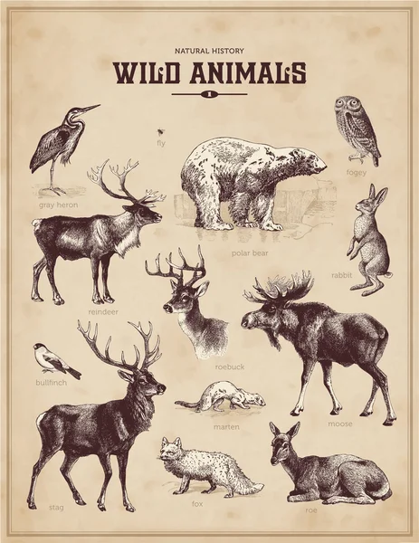 Set vintage di animali selvatici — Vettoriale Stock