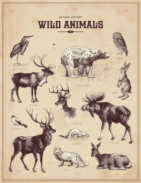 Vintage set of wild animals Stock Vector