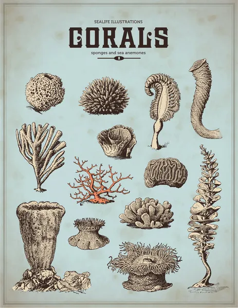 Ensemble de la mer - les coraux, les éponges — Image vectorielle