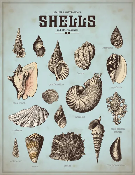 Conjunto de conchas — Archivo Imágenes Vectoriales