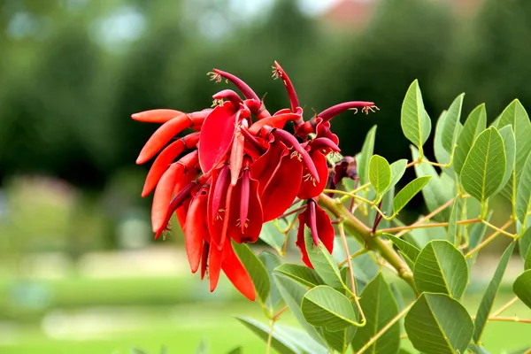 Primer plano de la hermosa flor roja Imagen De Stock