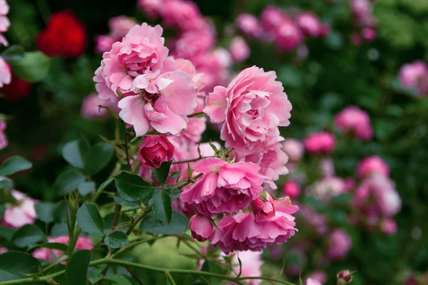 Pink rose in the garden Royalty Free Stock Images