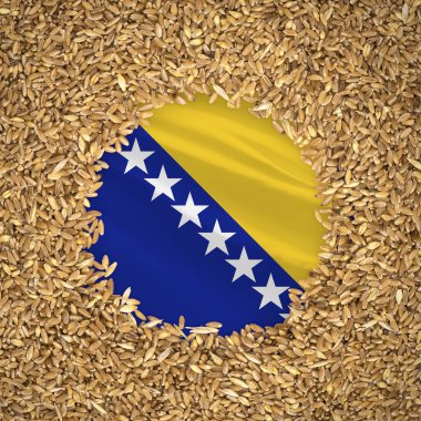 Flag of bosnia with grains of wheat. Natural whole wheat concept with flag of bosnia