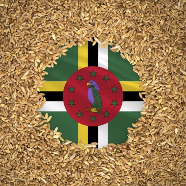 Flag of dominica with grains of wheat. Natural whole wheat concept with flag of dominica