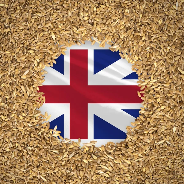 Flag of great britain with grains of wheat. Natural whole wheat concept with flag of great britain