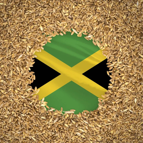 Flag of jamaica with grains of wheat. Natural whole wheat concept with flag of jamaica