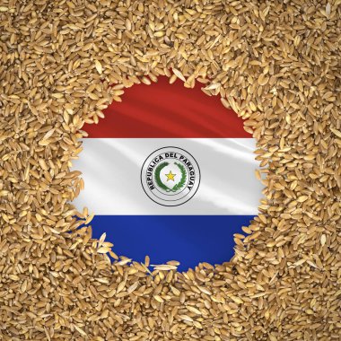 Flag of paraguay with grains of wheat. Natural whole wheat concept with flag of paraguay