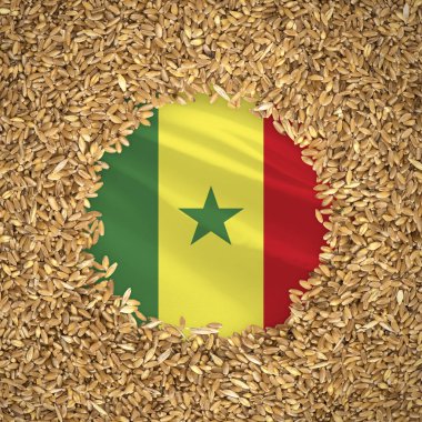 Flag of senegal with grains of wheat. Natural whole wheat concept with flag of senegal