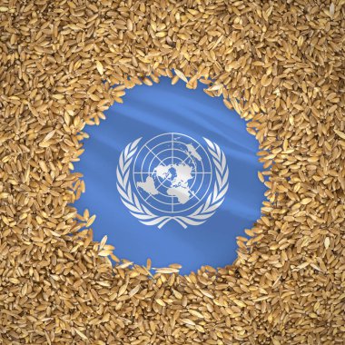 Flag of united nations with grains of wheat. Natural whole wheat concept with flag of united nations