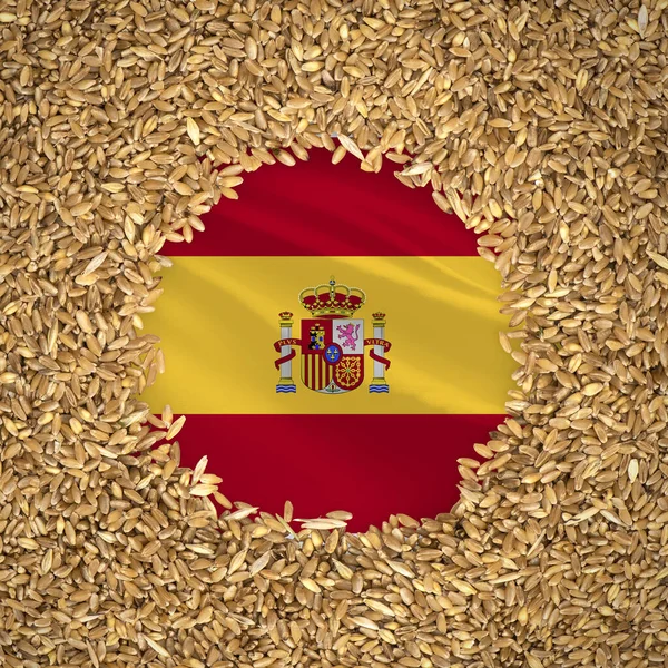 Flag of spain with grains of wheat. Natural whole wheat concept with flag of spain