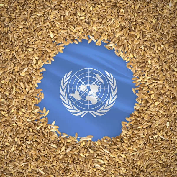Flag of united nations with grains of wheat. Natural whole wheat concept with flag of united nations