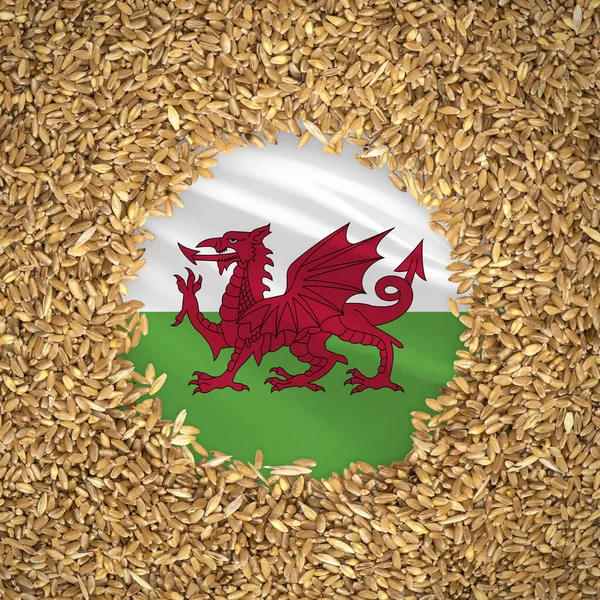 Flag of wales with grains of wheat. Natural whole wheat concept with flag of wales