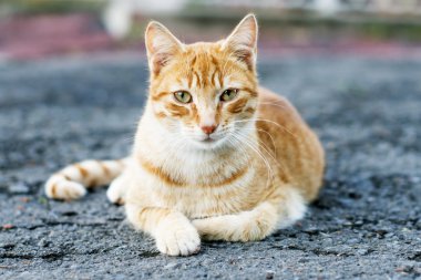 Sarı ve beyaz kedi poz ve kamera, açık arıyor.