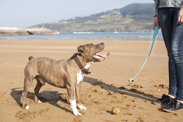 Perro jugando y entrenando con pelota en la playa . —  Fotos de Stock