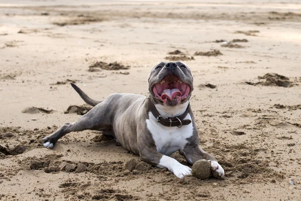 Stafford shire terrier avec bouche ouverte reposant sur le banc . — Photo