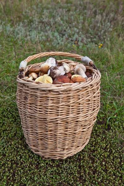 Korb mit Pilzen 1 — Stockfoto