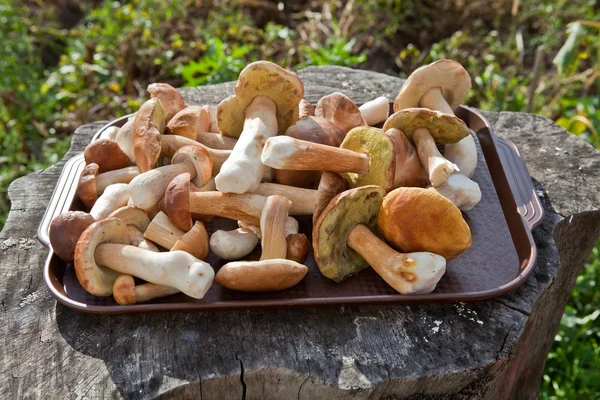 White mushrooms 2 — Stock Photo, Image