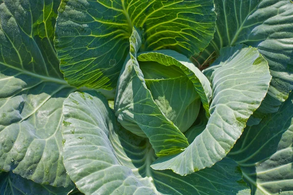 Young cabbage — Zdjęcie stockowe
