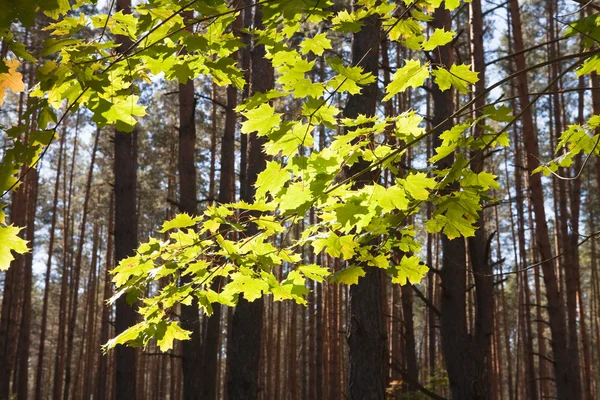 Maple Leaves 1 — Stock Photo, Image