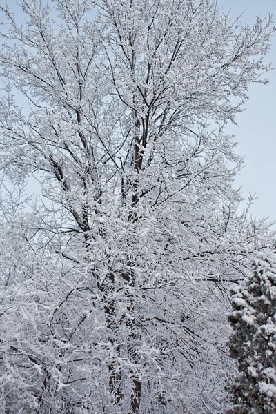 Albero nella neve — Foto Stock