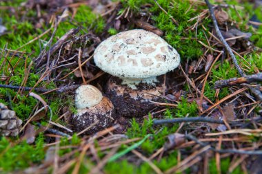 Genç sinek agaric