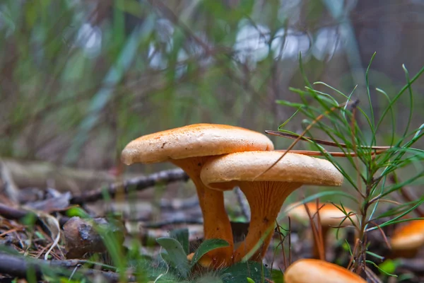 Fungo della foresta — Foto Stock