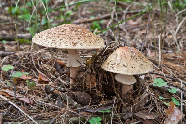 Amanita. —  Fotos de Stock