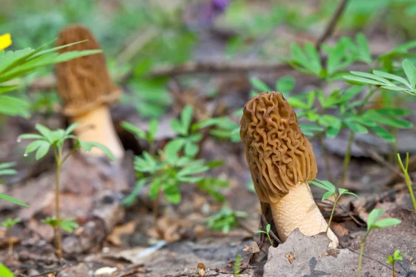 Morel 1