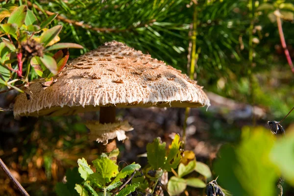 Зонтичный гриб — стоковое фото