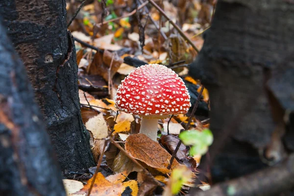 Rode fly agaric — Stockfoto