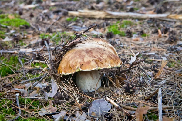 Biały grzyb — Zdjęcie stockowe