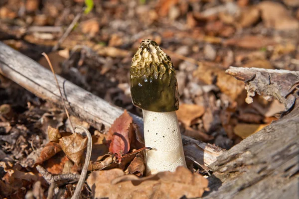 Stinkhorn