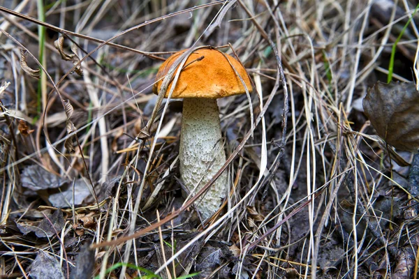 Mushroom 1 — Stock Photo, Image