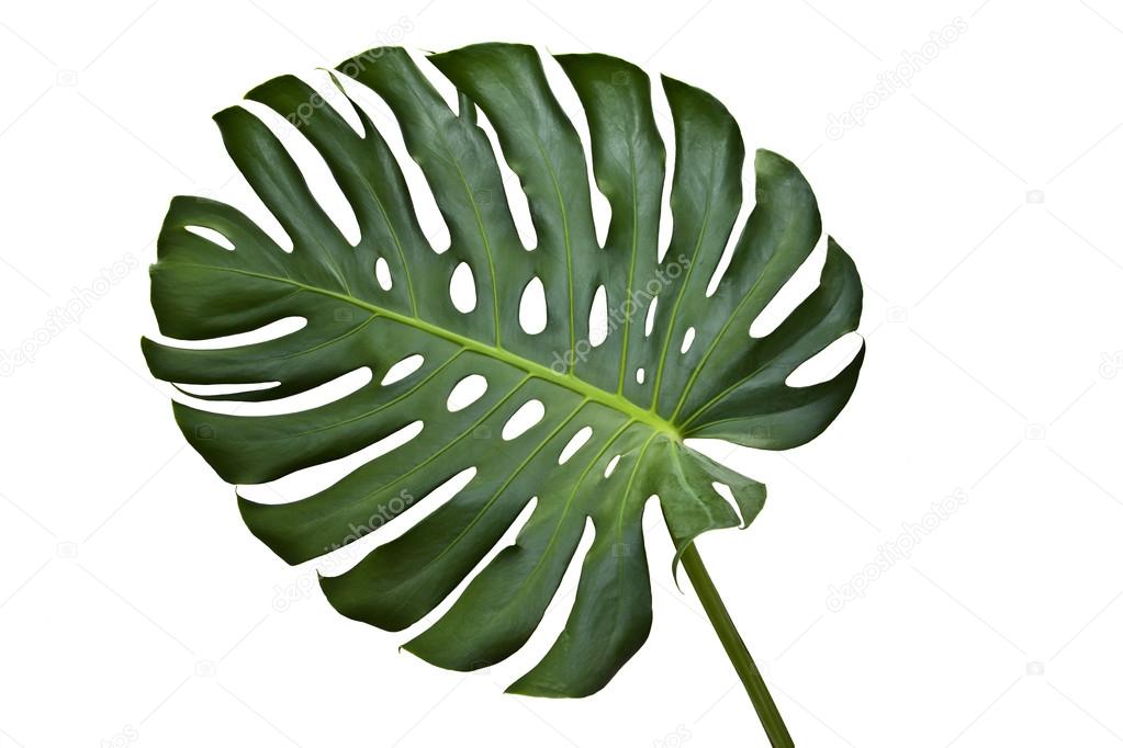 Monstera