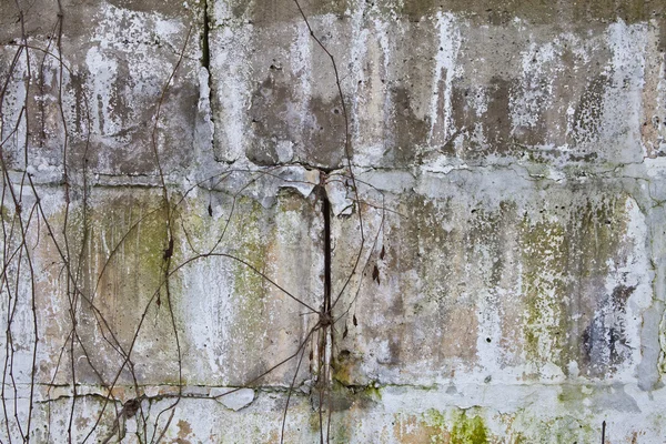 Parede de concreto e um galho seco — Fotografia de Stock