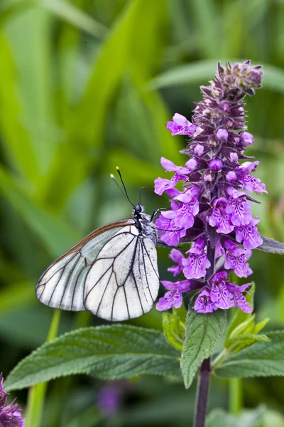 Mariposa en una flor —  Fotos de Stock