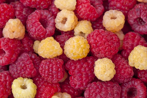 Raspberries1 — ストック写真