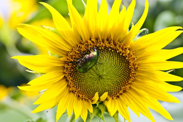Beetle on a sunflower — Stock Photo, Image