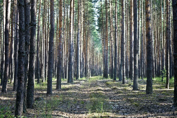 Camino forestal — Foto de Stock