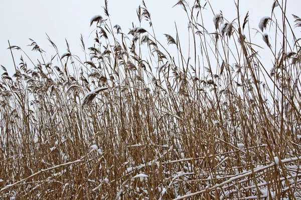 Schilf im Winter — Stockfoto