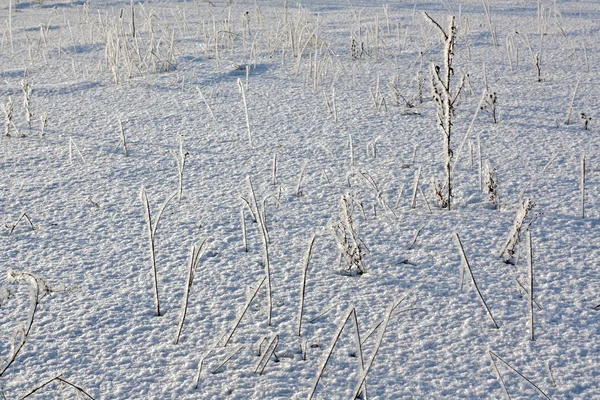 Gras op de sneeuw — Stockfoto