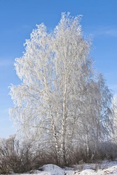 Albero nella neve — Foto Stock