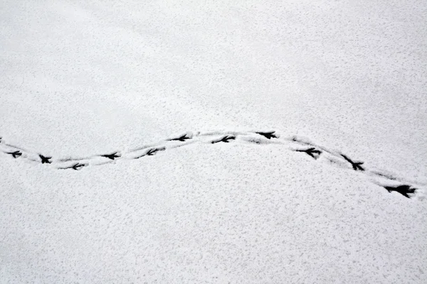 Spuren eines Vogels im Schnee — Stockfoto