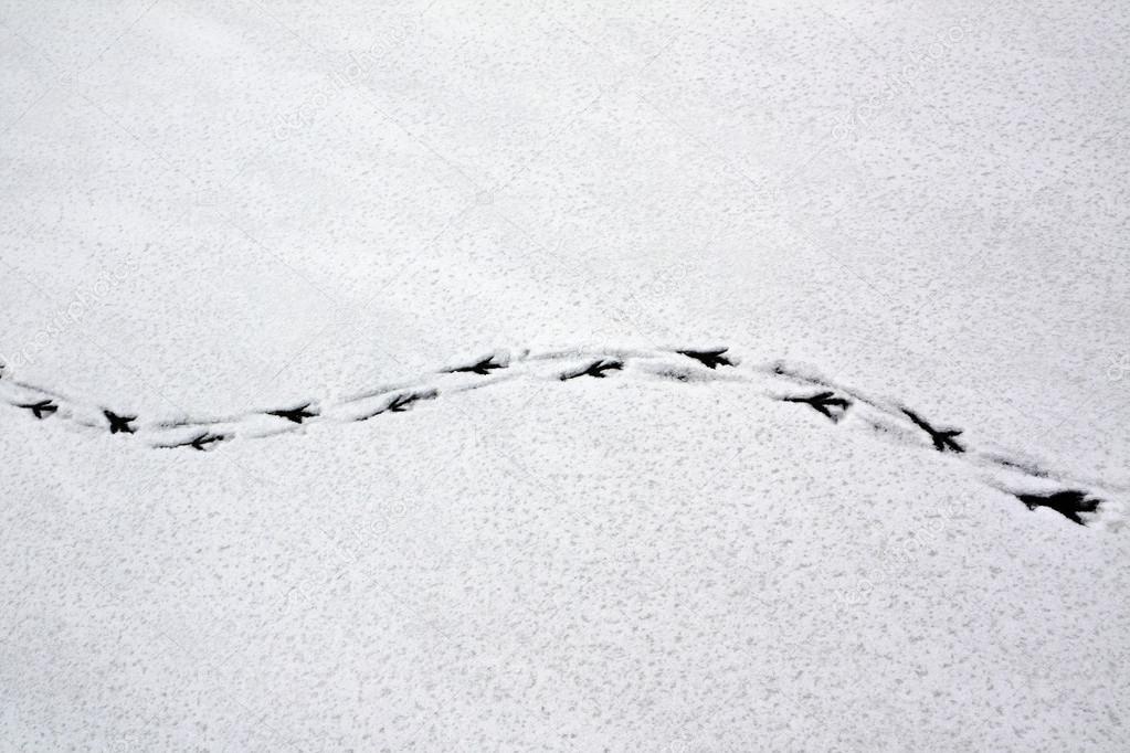 Traces of a bird in the snow